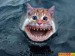 žraločí kočka